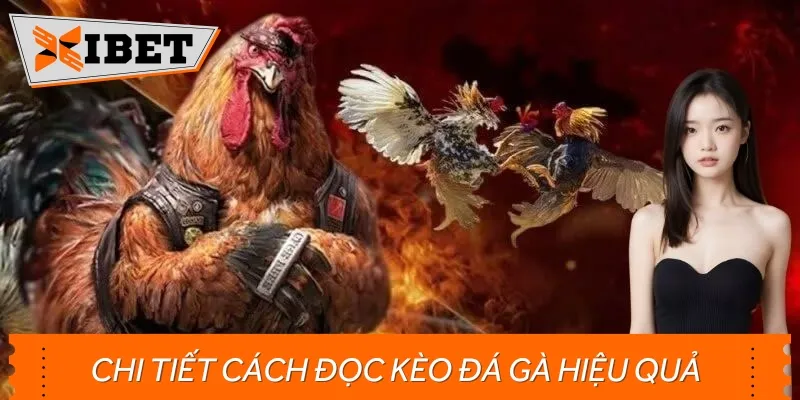 Chi Tiết Cách Đọc Kèo Đá Gà Hiệu Quả Cho Người Mới Bắt Đầu
