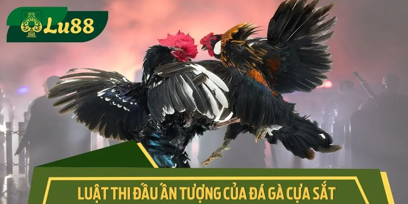Luật thi đấu ấn tượng của đá gà cựa sắt