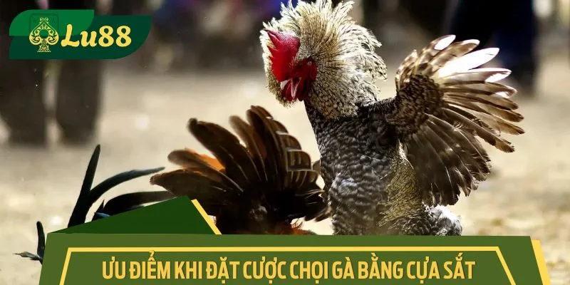 Ưu điểm khi đặt cược chọi gà bằng cựa sắt
