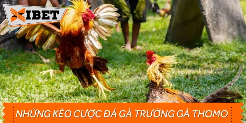 Những loại kèo phổ biến khi tham gia đá gà Thomo